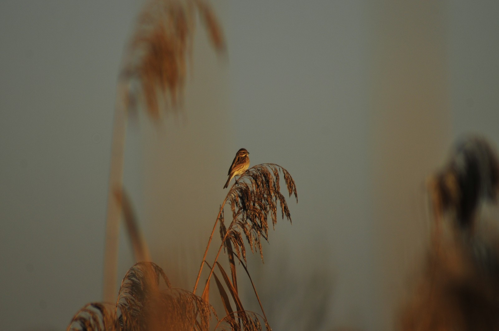 Migliarino di palude